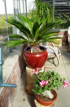 adenium obesum02