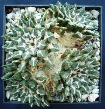 ariocarpus kotschoubeyanus02