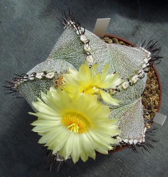 astrophytum hybride02