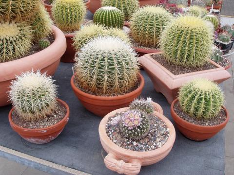 echinocactus grusonii06