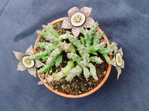 huernia hislopii01