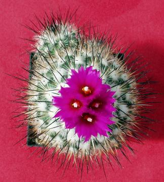 t gymnocactus viereckii01