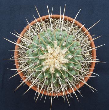 thelocactus lophothele02